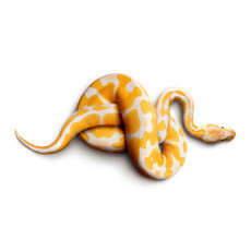 Raumbilder Tapeten Snake