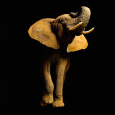 Raumbilder Tapeten Elefant Font