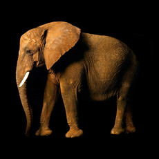 Raumbilder Tapeten Elefant Side