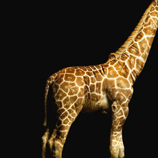 Raumbilder Tapeten Giraffe