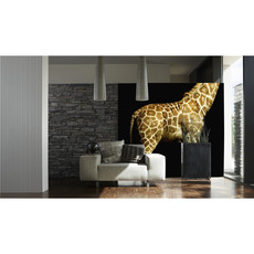 Raumbilder Tapeten Giraffe