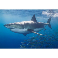 Raumbilder Tapeten White Shark