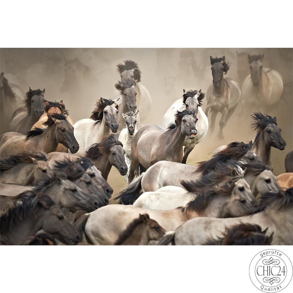 Raumbilder Tapeten Wild Horses