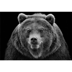 Raumbilder Tapeten Angry Bear