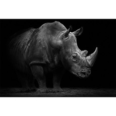Raumbilder Tapeten Rhino