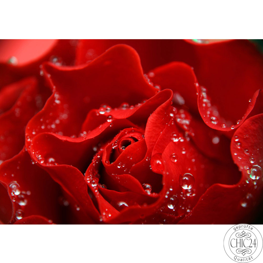 Fototapete Blumen Rose Blten Natur Liebe Love Blte no. 24