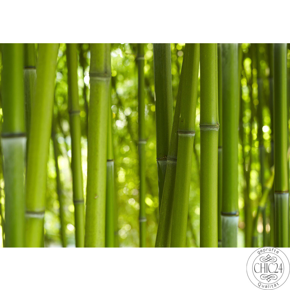 Fototapete bambus wald urlwald dschungel natur tropisch baum no. 71