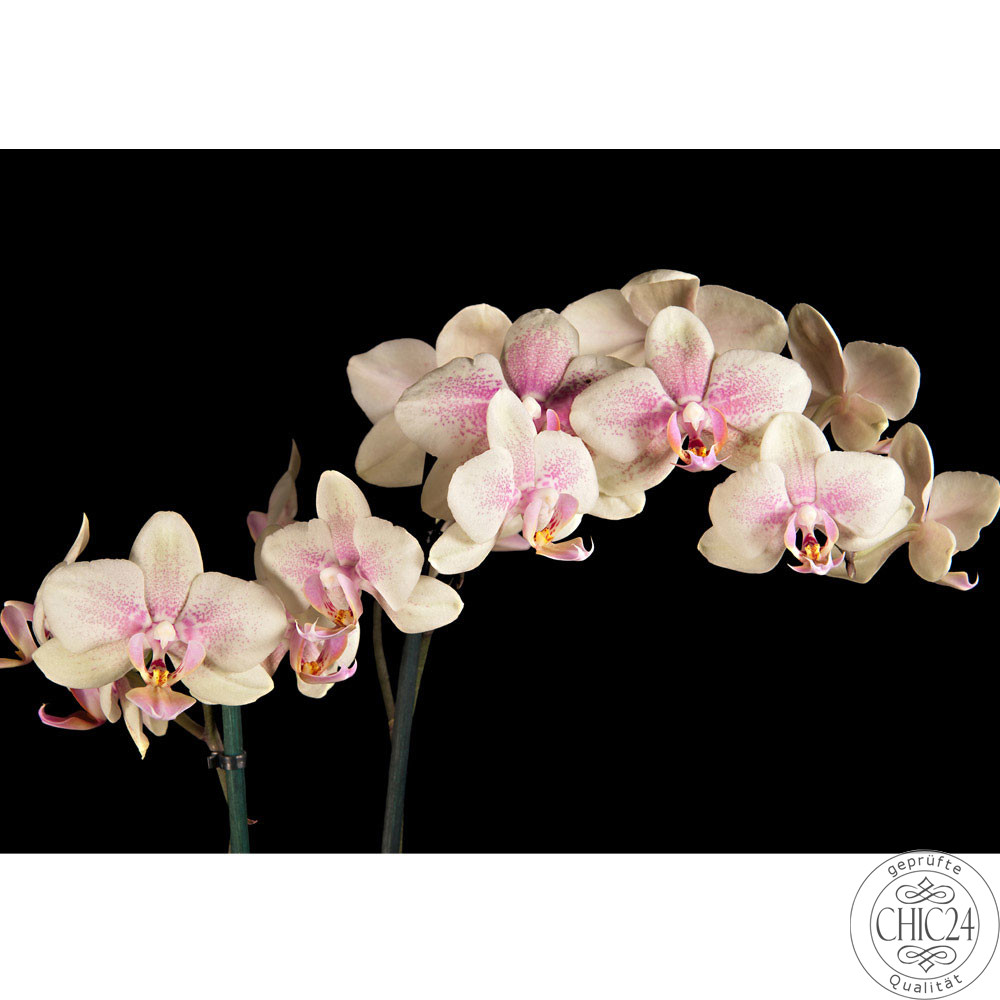 Fototapete Orchidee Blumen Blumenranke Rosa Pink Natur Pflanzen no. 104