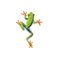 Raumbilder Tapeten Frog