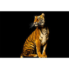 Raumbilder Tapeten Tiger