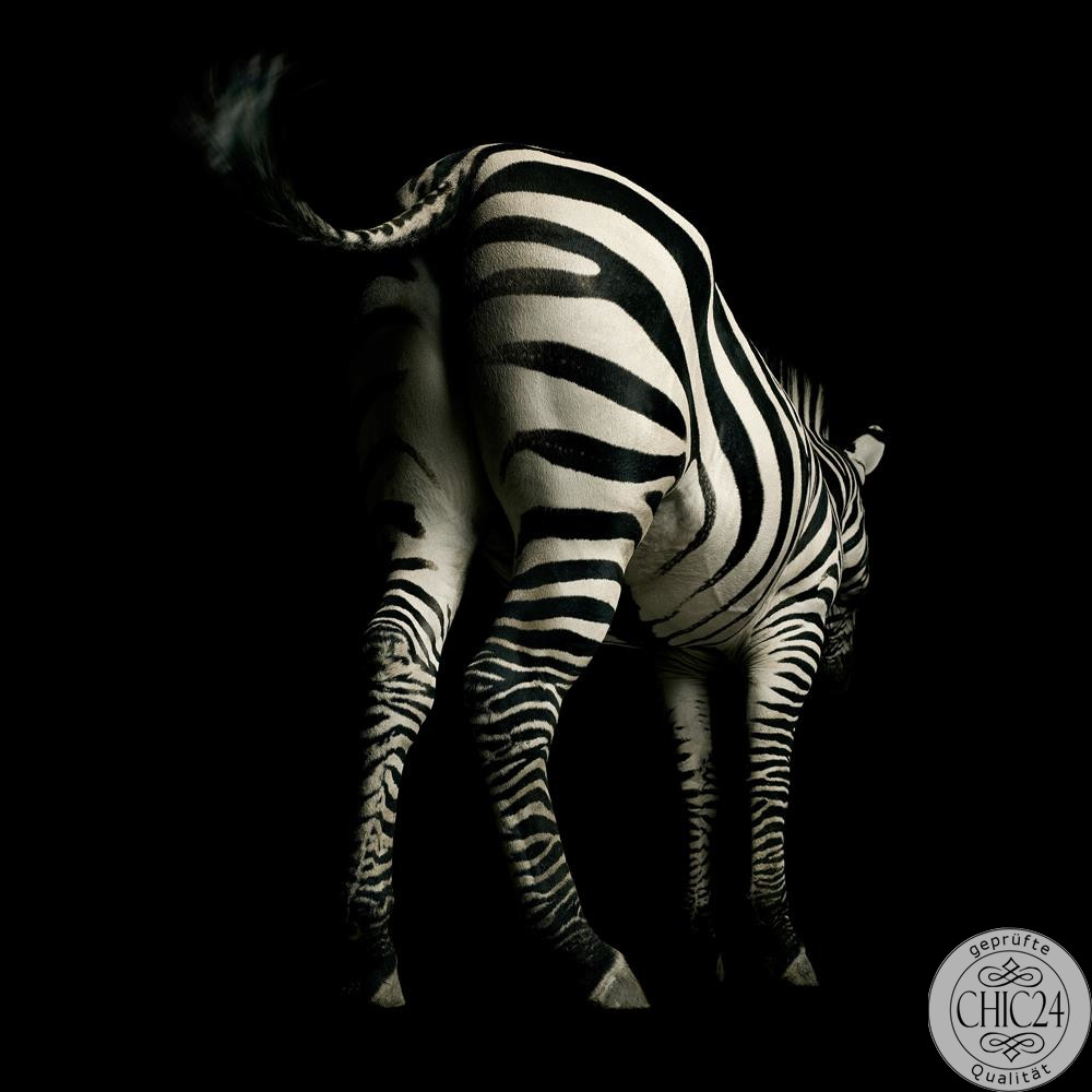 Raumbilder Tapeten Zebra
