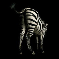 Raumbilder Tapeten Zebra