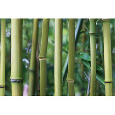 Raumbilder Tapeten Bamboo