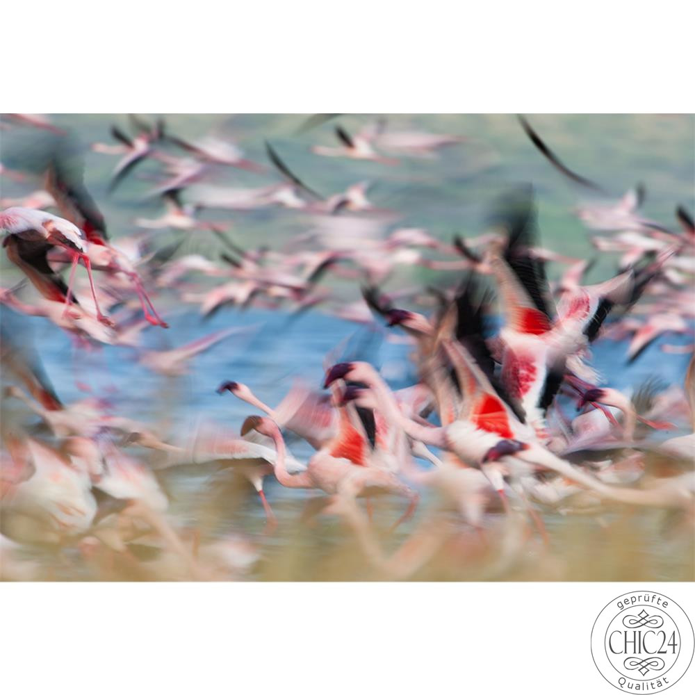 Raumbilder Tapeten Kenya Flamingos