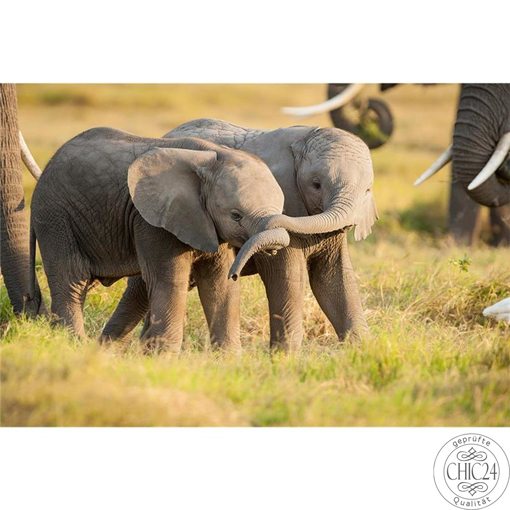 Raumbilder Tapeten Kenya Little Elephants