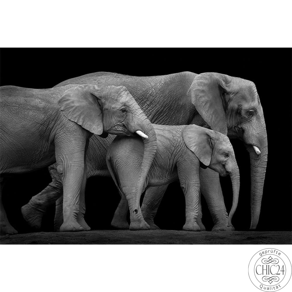 Raumbilder Tapeten Three Elephants