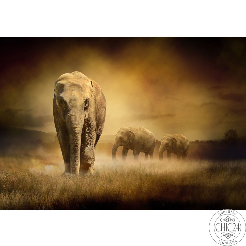 Fototapete Afrika Savanne Elefant Elefanten Gras Landschaft no. 11