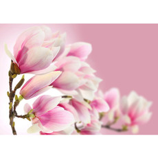 Vlies Fototapete no. 14 | Pink Magnolia Blumen Tapete Magnolie Blumenranke Pflanzen Natur Orchidee Blume rosa pink
