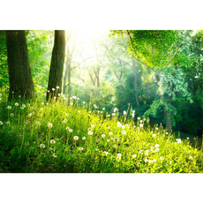 Vlies Fototapete no. 30 | Sunny ForestWald Tapete Wald Bume Natur Baum grn grn