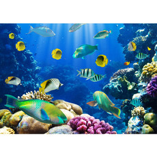 Fototapete Aquarium Unterwasser Meereswelt Meer Fische Riff Korallenrif no. 33