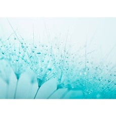 Vlies Fototapete no. 39 | Turquoise Dandelion Blumen Tapete Pusteblume Löwenzahn Blau türkis