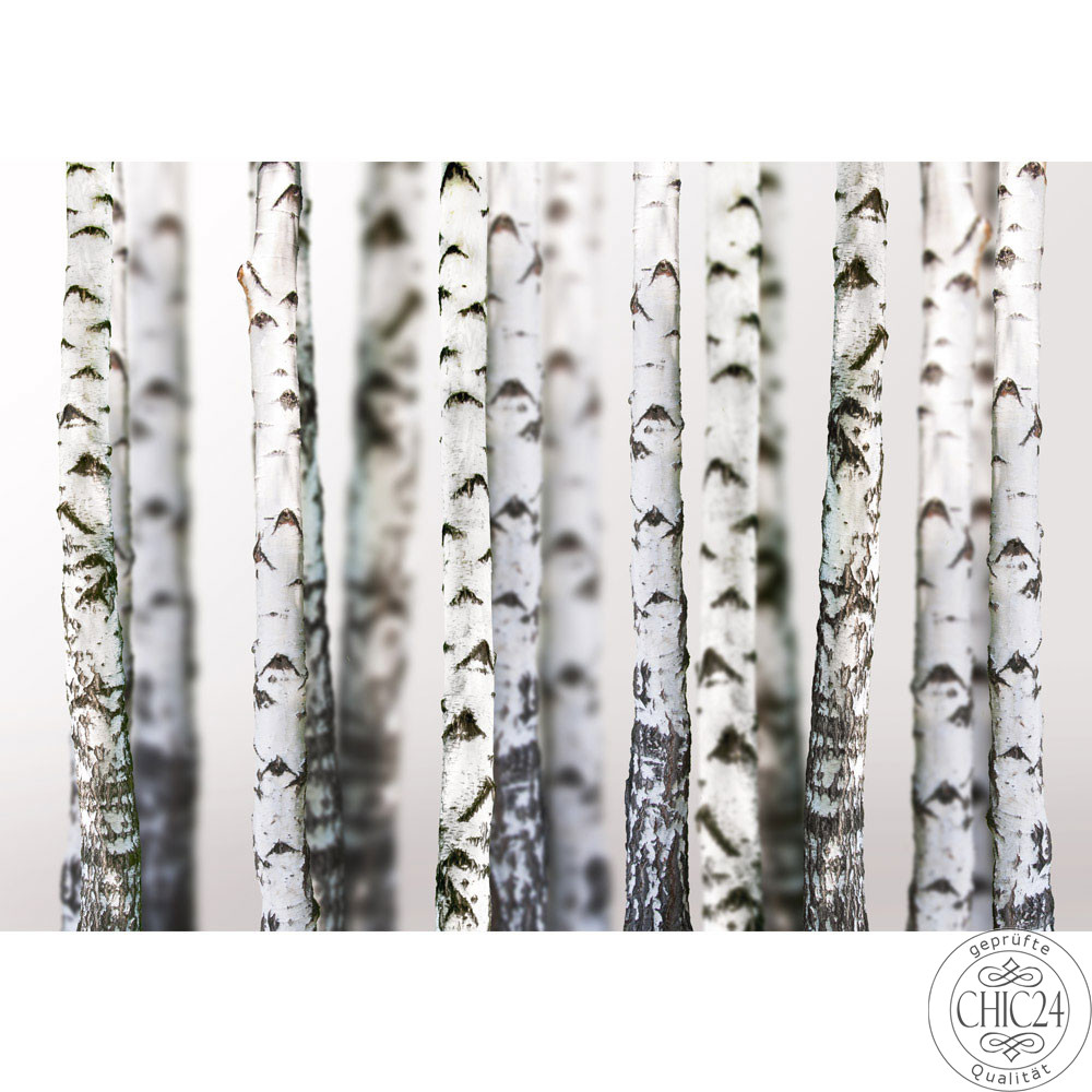 Vlies Fototapete no. 44 | Black an White Birch Trunks Wald Tapete Birkenwald 3D Perspektive Birke Stmme Wald grau