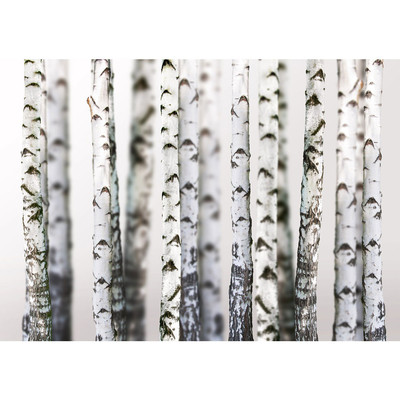 Vlies Fototapete no. 44 | Black an White Birch Trunks...