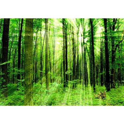 Vlies Fototapete no. 61 | Sunlight Forest Wald Tapete...