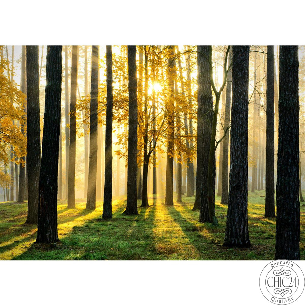 Vlies Fototapete no. 62 | Sunlight Forest II Wald Tapete Wald Bume Sonnenstrahlen grn Ruhe grn