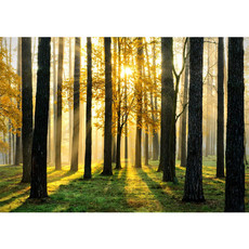 Vlies Fototapete no. 62 | Sunlight Forest II Wald Tapete Wald Bume Sonnenstrahlen grn Ruhe grn