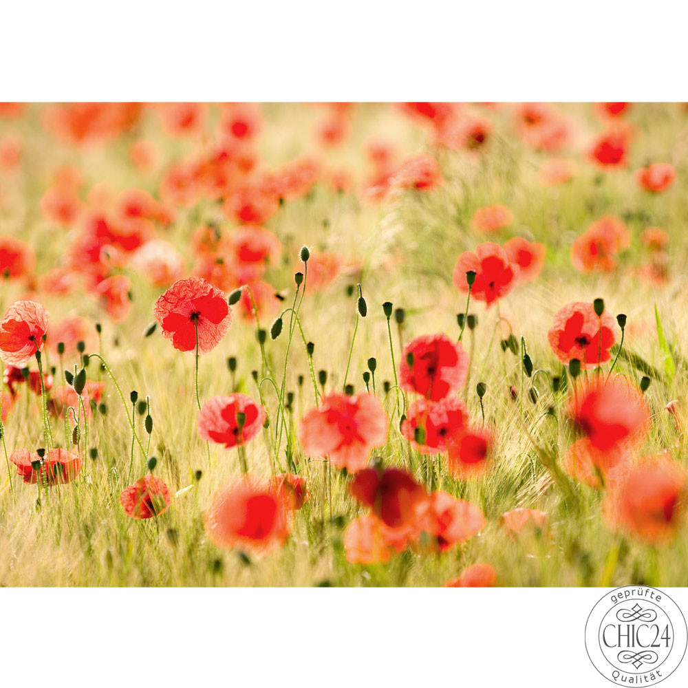 Vlies Fototapete no. 70 | Dream of Poppies Blumen Tapete Romantik Mohn Feld Blumen Gras grn