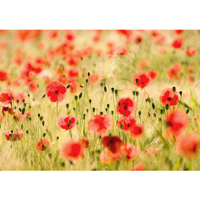 Vlies Fototapete no. 70 | Dream of Poppies Blumen Tapete...