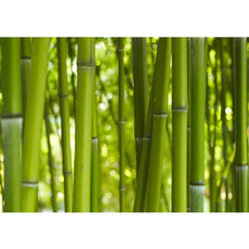 Vlies Fototapete no. 71 | Dream of Bamboo Bambus Tapete Wald Wood Forest Jungle Dschungel Garten Natur Baum Gras grn