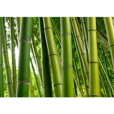 Vlies Fototapete no. 75 | Paradies of Bamboo Bambus Tapete Wald Bambuswald Dschungel Garten Natur Bume grn