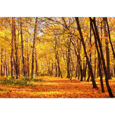 Vlies Fototapete no. 84 | Autumn Forest Wald Tapete Herbstbltter Wald Bume Baum Forest Herbst orange