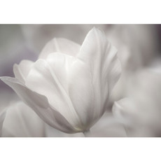 Vlies Fototapete no. 98 | White TulipsOrnamente Tapete Tulpen Blumen Blumenranke wei grau Natur Pflanze wei