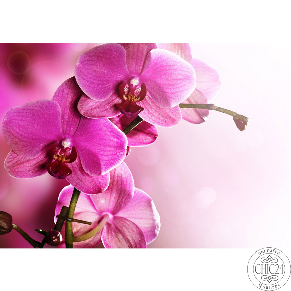 Fototapete Orchidee Blumen Blumenranke Rosa Pink Natur Pflanzen no. 99