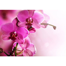 Vlies Fototapete no. 99 | Pink Orchid Ornamente Tapete Orchidee Blumen Blumenranke Rosa Pink Natur Pflanzen pink