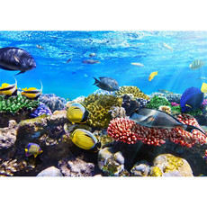 Vlies Fototapete no. 105 | Underwater ReefTiere Tapete Aquarium Unterwasser Meereswelt Meer Fische Riff Korallenrif blau