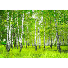 Vlies Fototapete no. 112 | Sunny Birch Forest Wald Tapete Birkenwald Bume Wald Sonne Birke Birken Natur Baum grn