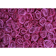 Fototapete Blumen Rose Blüten Natur Liebe Love Blüte Lila  no. 183