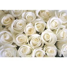 Fototapete Blumen Rose Blüten Natur Liebe Love Blüte Weiß  no. 184