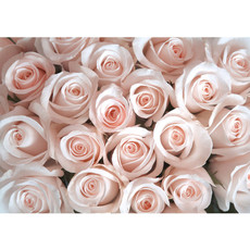 Vlies Fototapete no. 185 | Blumen Tapete Blumen Rose Blten Natur Liebe Love Blte Rosa rosa