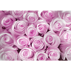Vlies Fototapete no. 186 | Blumen Tapete Blumen Rose Blüten Natur Liebe Love Blüte Pink pink