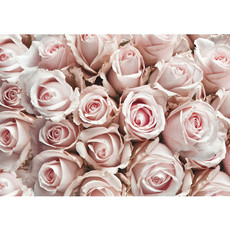Fototapete Blumen Rose Blten Natur Liebe Love Blte Weiߠ no. 189