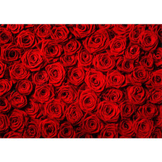 Vlies Fototapete no. 190 | Blumen Tapete Blumen Rose Blüten Natur Liebe Love Blüte Rot rosa