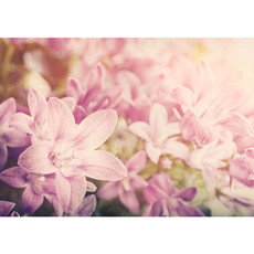 Vlies Fototapete no. 195 | Blumen Tapete Blumen Blte Natur Rosa beige