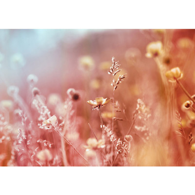 Vlies Fototapete no. 198 | Blumen Tapete Blumen Bl�ten...