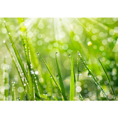 Vlies Fototapete no. 199 | Pflanzen Tapete Gras Halm Grn Wiese Sonne Natur grau