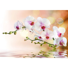 Fototapete Orchidee Blumen Wei Pink Natur Pflanzen Abstrakt no. 200